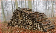 firewood cut to season